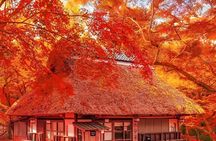 Kyoto and Nara Day Tour from Osaka