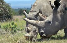 Private Day Tour to Olpajeta Conservancy From Nairobi
