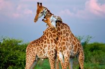 Nairobi National Park and Giraffe Centre Safari Tour