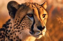 The Cheetah Outreach and Award-Winning Winelands in Cape Town