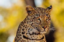 The Cheetah Outreach and Award-Winning Winelands in Cape Town