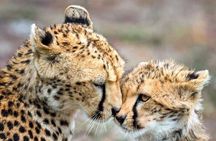 The Cheetah Outreach and Award-Winning Winelands in Cape Town