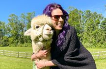 Alpaca and Llama Trek in Pleasant Valley