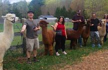 Alpaca and Llama Trek in Pleasant Valley
