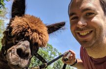 Alpaca and Llama Trek in Pleasant Valley