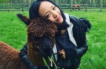 Alpaca and Llama Trek in Pleasant Valley
