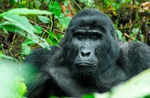 3-Day Gorilla Trekking Safari in Uganda 