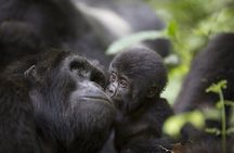 3-Day Gorilla Trekking Safari in Uganda 