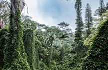 PRIVATE TOUR-Hike Diamond Head & Hawaiian Waterfall