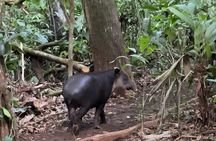 Rainforest Night Tour at Tapir Home Bijagua