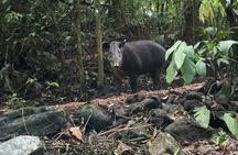 Rainforest Night Tour at Tapir Home Bijagua