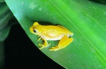 Rainforest Night Tour at Tapir Home Bijagua