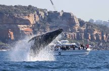 Whale Watching Boat Trip in Sydney