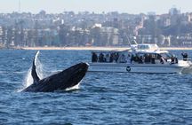 Whale Watching Boat Trip in Sydney