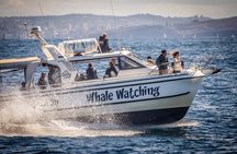 Whale Watching Boat Trip in Sydney
