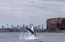 Whale Watching Boat Trip in Sydney