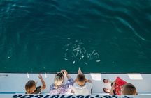 Dolphin Safari in Fažana