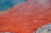 From Auckand: Wai-O-Tapu and Polynesian Spa Rotorua Day Tour
