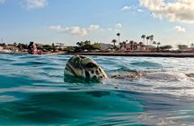 Turtle Snorkeling Tour in Tres Trapi, Aruba