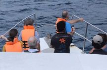 All Inclusive Mirissa Whale and Dolphin Watching Boat Ride