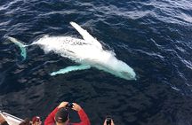 All Inclusive Mirissa Whale and Dolphin Watching Boat Ride