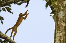 3-Days Tour in the Amazon Rainforest at Curassow Amazon Lodge