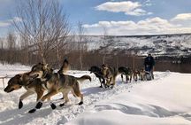 Overnight Dog Sledding Adventure