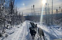 Overnight Dog Sledding Adventure