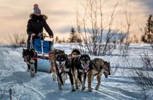 Overnight Dog Sledding Adventure