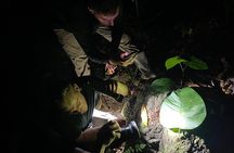 Manuel Antonio Herping Night Tour (Reptiles and Amphibians)