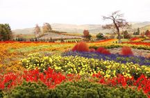 Hokkaido Day Tour Farm Tomita, Blue Pond, Blue Pond and Buffet