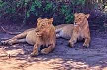 Chobe Botswana Day Trip River and Land Safari from Victoria Falls
