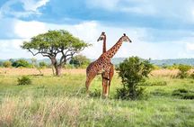 Mikumi National Park Day Trip Safari