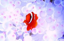 Okinawa: Naha: 1 day Kerama Islands experience diving/snorkeling 
