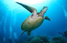 Okinawa: Naha: 1 day Kerama Islands experience diving/snorkeling 