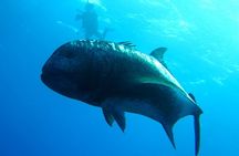 Okinawa: Naha: 1 day Kerama Islands experience diving/snorkeling 