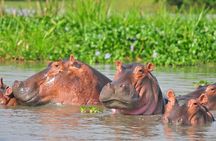Murchison Falls 3 Day Tour with Private Transportation