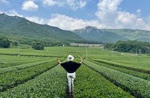 Boseong & Gangjin Green Tea Tour (Private)