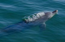 Guided Dolphin Eco-Cruise in Koombana Bay