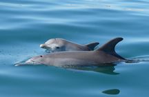 Guided Dolphin Eco-Cruise in Koombana Bay
