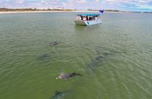 Guided Dolphin Eco-Cruise in Koombana Bay