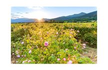 Valley of Roses and Buzludzha monument Eco Private Tour