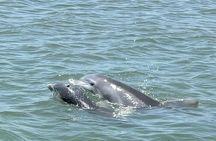 Folly Beach Dolphin Watching Trip with A Stop on Morris Island