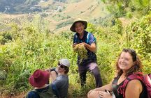 Halfday Trekking Mu Cang Chai