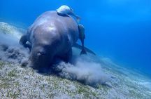 Marsa Mubarak Snorkeling with Turtles & Dugongs from Marsa Alam