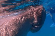 Marsa Mubarak Snorkeling with Turtles & Dugongs from Marsa Alam