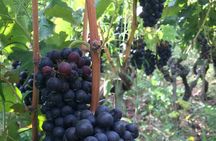 Visit and aperitif of the hills between Côte Rôtie and Condrieu