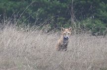 Scenic Coast and Wildlife Tour
