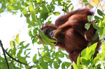 3 Days Orangutan Sumatra Jungle Trekking with Rafting