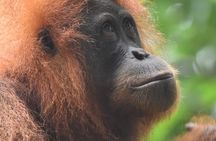 3 Days Orangutan Sumatra Jungle Trekking with Rafting